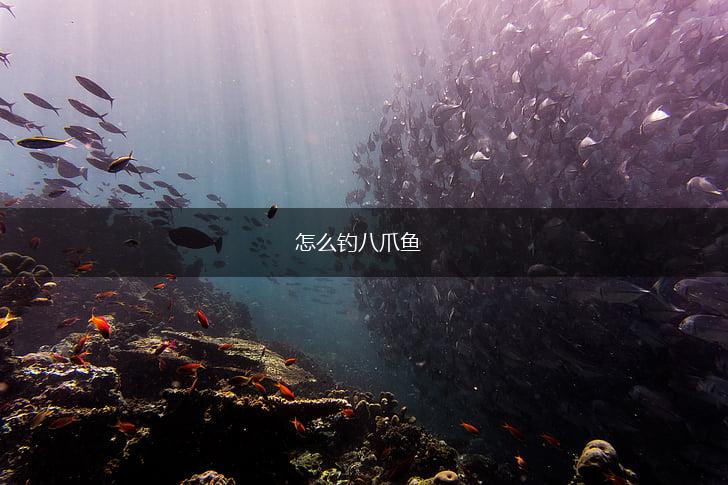 怎么钓八爪鱼,第1张