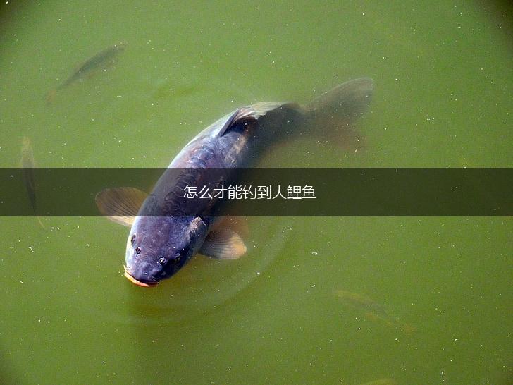 怎么才能钓到大鲤鱼,第1张