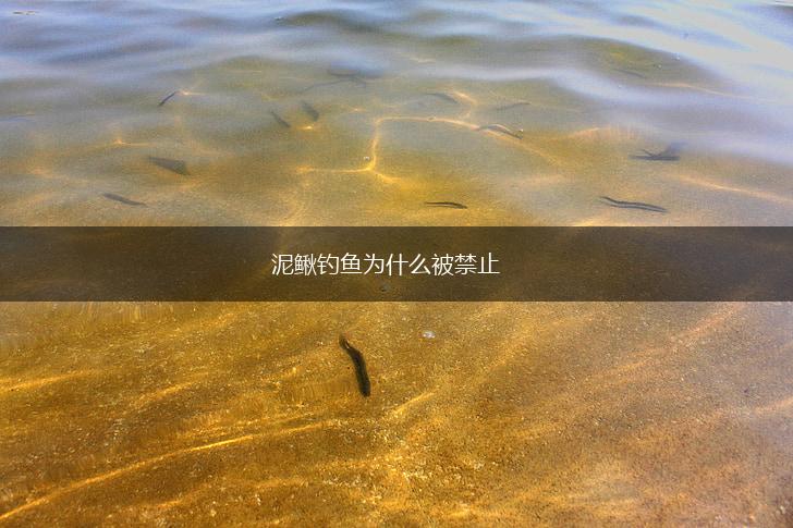 泥鳅钓鱼为什么被禁止,第1张