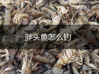 胖头鱼怎么钓,第1张