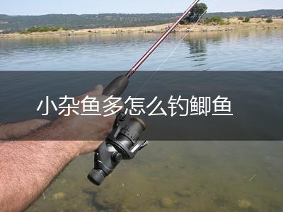 小杂鱼多怎么钓鲫鱼,第1张
