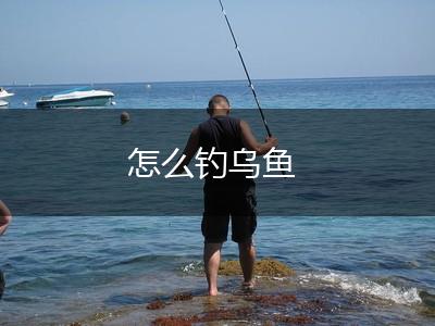 怎么钓乌鱼,第1张