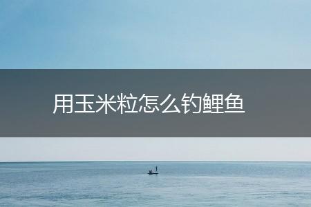 用玉米粒怎么钓鲤鱼,第1张