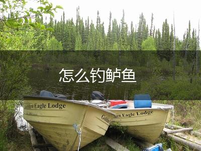 怎么钓鲈鱼,第1张