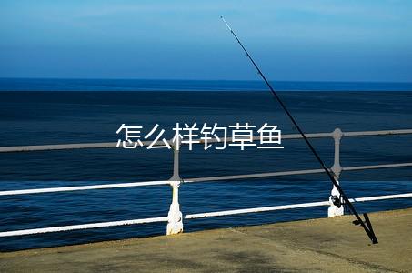 怎么样钓草鱼,第1张