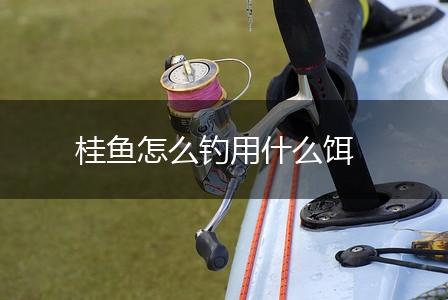 桂鱼怎么钓用什么饵,第1张
