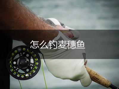 怎么钓麦穗鱼,第1张
