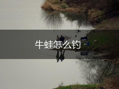 牛蛙怎么钓,第1张