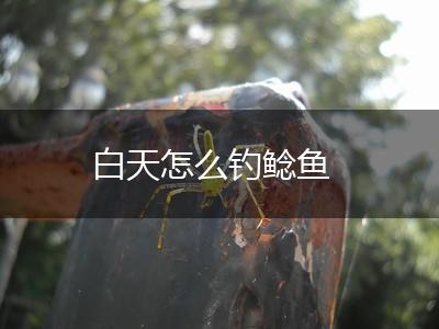 白天怎么钓鲶鱼,第1张