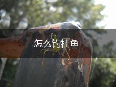 怎么钓桂鱼,第1张