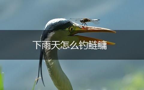 下雨天怎么钓鲢鳙,第1张