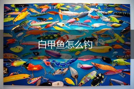 白甲鱼怎么钓,第1张
