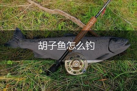 胡子鱼怎么钓,第1张