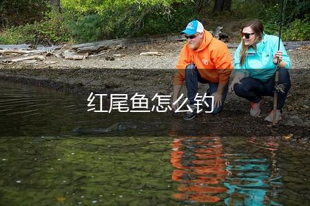 红尾鱼怎么钓,第1张