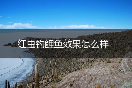 红虫钓鲤鱼效果怎么样,第1张