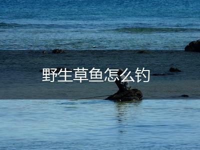 野生草鱼怎么钓,第1张