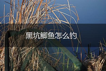 黑坑鲫鱼怎么钓,第1张
