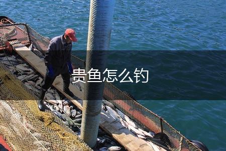 贵鱼怎么钓,第1张
