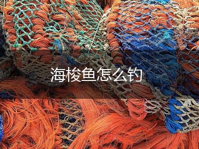 海梭鱼怎么钓,第1张