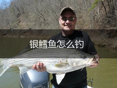 银鳕鱼怎么钓,第1张