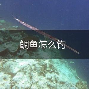 鲷鱼怎么钓,第1张