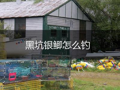 黑坑银鲫怎么钓,第1张