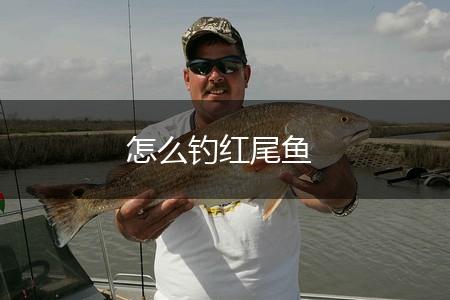 怎么钓红尾鱼,第1张