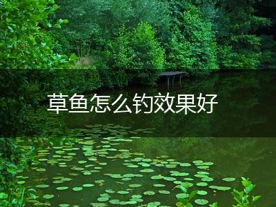 草鱼怎么钓效果好,第1张
