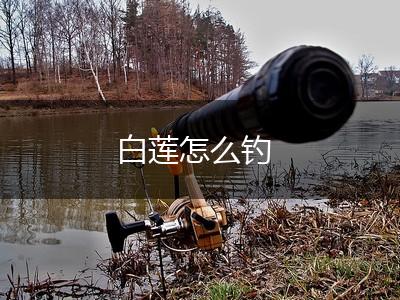 白莲怎么钓,第1张
