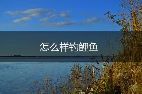 怎么样钓鲤鱼,第1张