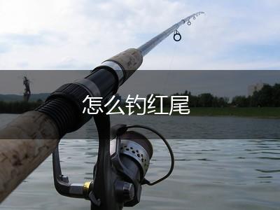 怎么钓红尾,第1张