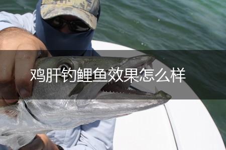 鸡肝钓鲤鱼效果怎么样,第1张