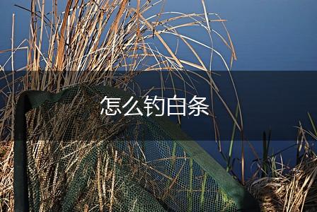 怎么钓白条,第1张