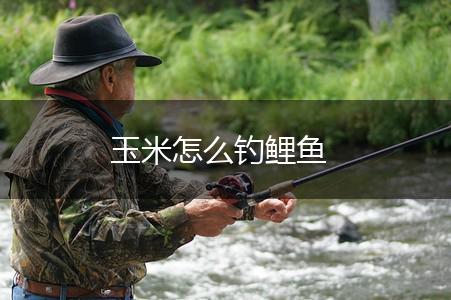 玉米怎么钓鲤鱼,第1张