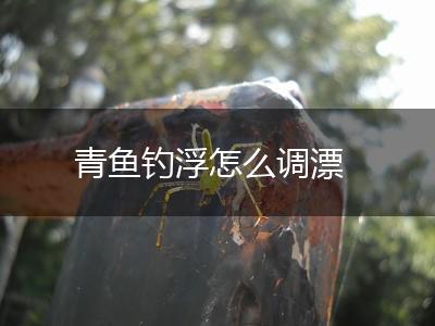 青鱼钓浮怎么调漂,第1张
