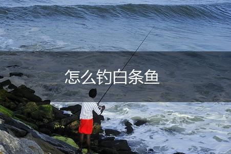 怎么钓白条鱼,第1张