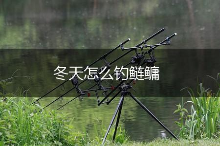 冬天怎么钓鲢鳙,第1张