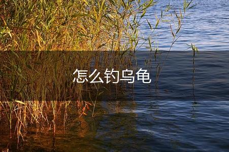 怎么钓乌龟,第1张