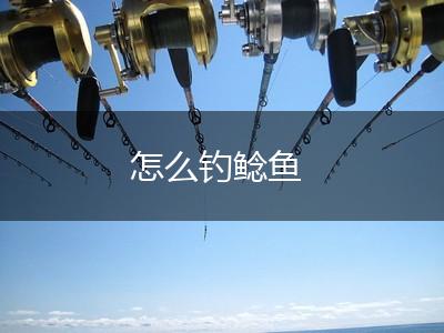 怎么钓鲶鱼,第1张
