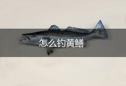 怎么钓黄鳝,第1张