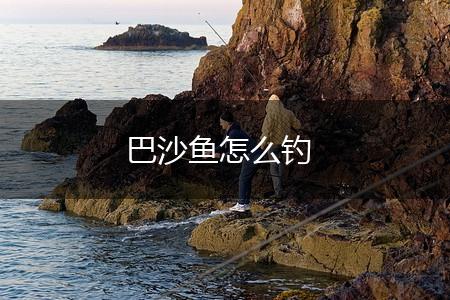 巴沙鱼怎么钓,第1张