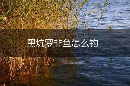 黑坑罗非鱼怎么钓,第1张