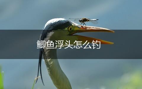 鲫鱼浮头怎么钓,第1张
