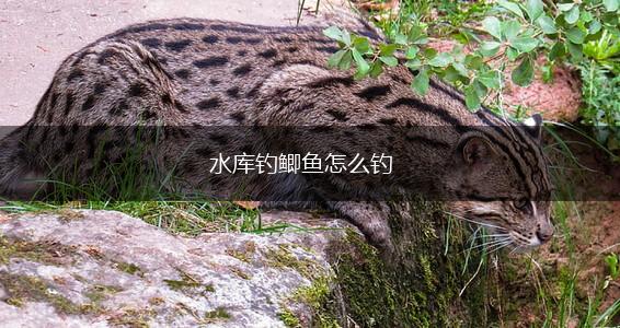 水库钓鲫鱼怎么钓,第1张