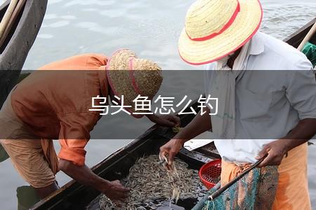 乌头鱼怎么钓,第1张