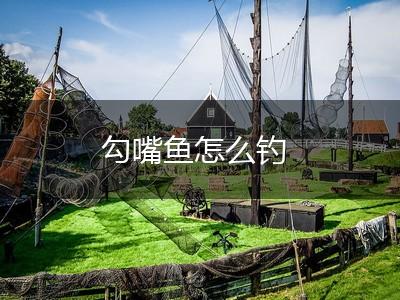 勾嘴鱼怎么钓,第1张