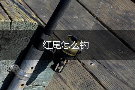 红尾怎么钓,第1张