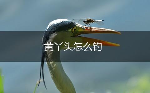 黄丫头怎么钓,第1张