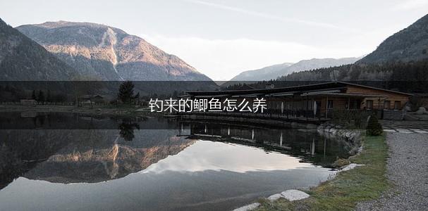 钓来的鲫鱼怎么养,第1张