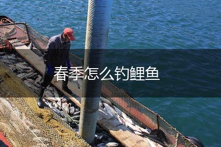 春季怎么钓鲤鱼,第1张